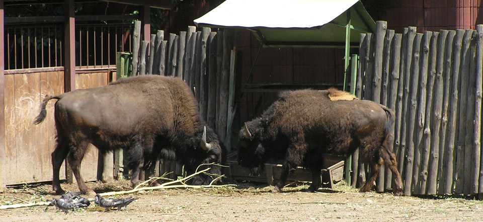 哪买最省钱的网页攻击平台